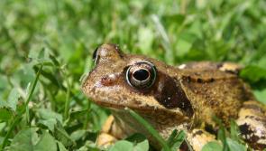 IPCC - 'Have all the frogs disappeared in Louth?'