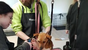 PICS: O’Fiaich students give dogs at Dundalk Dog Rescue a Christmas pampering session