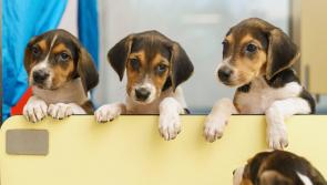 Louth County Council advice dog owners how to keep their pets safe this Halloween