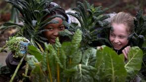 Louth primary schools invited to apply for free growing kits and join the 2020 Big Grow