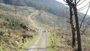 Tragic end to rescue attempt as pony found trapped in a river in Louth forest