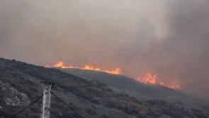 Louth senator calls for nationwide forest management plan in wake of recent wildfires