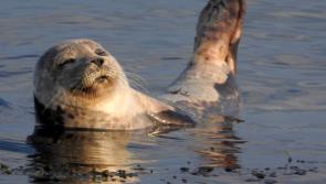 Warning to Louth public not to approach seals  