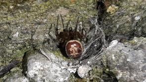 Irish False Widow spider bite nastier than previously thought 