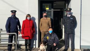 Stolen dog found in UK reunited with owners in Ireland 
