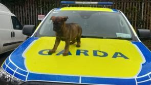 Cute crime fighter as puppy joins garda dog unit 