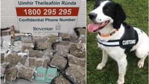 Revenue detector dogs sniff out huge haul of drugs at two mail centres 