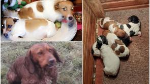Gardaí issue appeal after theft of dogs including pregnant Jack Russell and litter of puppies 