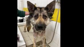 PICTURES: Rescue dog makes incredible transformation with new family 