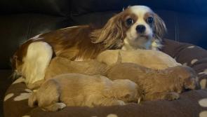 Gardai appeal for information after mother and pups stolen