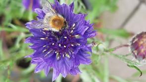 It's the season for garden allergies: Dundalk landscaper gives natural remedies for hayfever