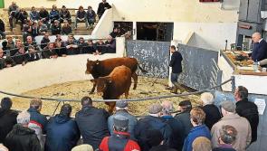Livestock marts across Ireland welcome buyers back ringside
