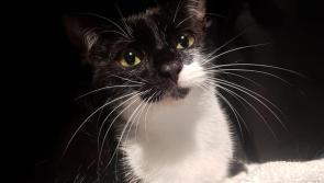 Cat rescued from bag after being dumped in a ditch near Xerox