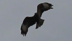Ravensdale runners urged to be cautious after buzzard attacks