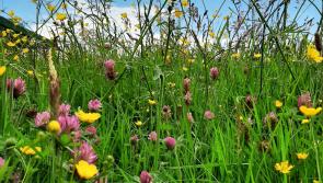 Hill Street Views: Nature is healing Dundalk