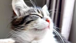 Louth's entrant to the Nose of Tralee pet competition a 10-month-old kitten from Dundalk