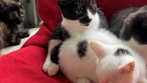 Calling all Louth animal lovers?  Over 100 cats and kittens need adopting 