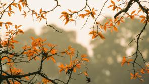 Met Éireann give glimmer of hope in weather forecast for this week 