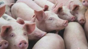 'Barbaric' - Protest of live pig export from Ireland to China takes place today
