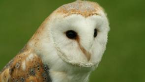 Louth Barn Owl project
