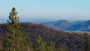 Garda&iacute; air patrols and checkpoints deployed to combat raids on Christmas tree farms 