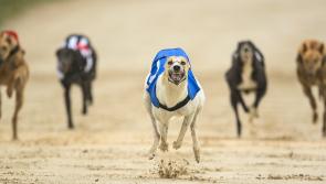 This Weekend's Greyhound results from Dundalk Stadium 