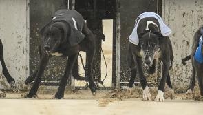 This week's greyhound racing results from Dundalk Stadium