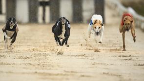 The latest greyhound racing results from Dundalk Stadium 