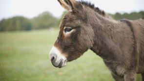 Louth public advised not to feed horses and donkeys without the owner’s permission
