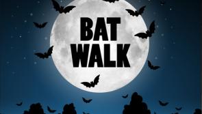 Bat Walk in Omeath among local events in National Biodiversity Week 2023
