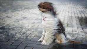 Sunday's weather forecast for Louth