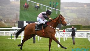 De Bromhead-trained Bob Olinger takes centre stage at Punchestown on Sunday