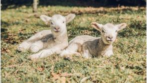 Louth Gardaí issue warning to dog owners as  lambing season approaches
