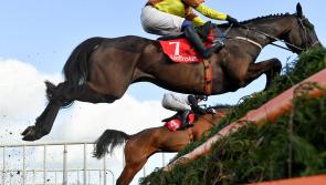 Some big market movers for Cheltenham after huge weekend of horse racing 