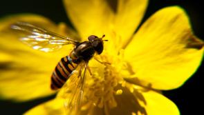 Louth views sought in consultation on Ireland’s Fourth National Biodiversity Action Plan 