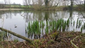 Works planned at Stephenstown Pond 