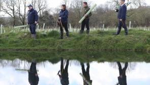 TREES Project to protect and restore vital habitats in Carlingford catchment area
