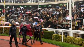 Inside Track: Tiger’s defeat was the early story from Cheltenham