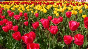 Trip Through Time: The Flowers Blooming around Dundalk