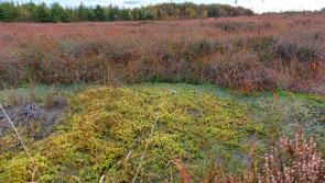Louth biodiversity projects to benefit with doubling of funding