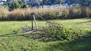 Trees destroyed by vandals in Louth park