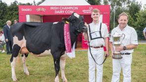 Louth farmers win Diageo Baileys Champion Heifer in Milk & Best EBI Award at Virginia Show