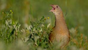 NPWS appeals to public in Louth to respect nature and wildlife during summer season