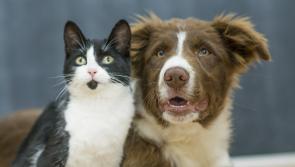 Government urged to lift 'blanket ban' on pets in rented accommodation in Louth