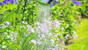 GUIDE: Tips to keep your home safe when gardening