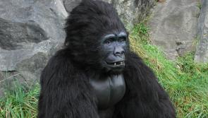 Giant gorilla  set to arrive at Marshes in Dundalk this Saturday