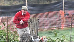Atrocious weather no obstacle to hounds, hares and horse at Dromiskin coursing meeting