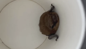 Dark Knight lands in Limerick as tallyman nabs bat at count centre