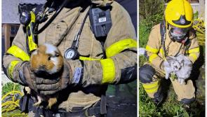 Firefighters rescue 'furry family friends' from Dublin house fire