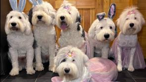 PET LOVE: Louth readers share their favourite pet photos